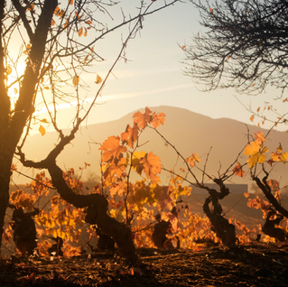 Autumn old vines in Bierzo, illuminated by the setting sun - photo by Mercedes Rancaño Otero, Getty Images Signature