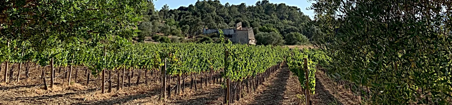 Binimaimó Organic Vineyard in the Ca’n Eixartell valley, near Pollença.