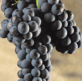 A bunch of Mencía grapes - photo from DO Bierzo
