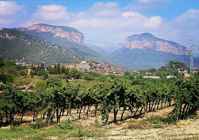 Bodega Oloron vineyard with the twin peaks of Alaro in the distance