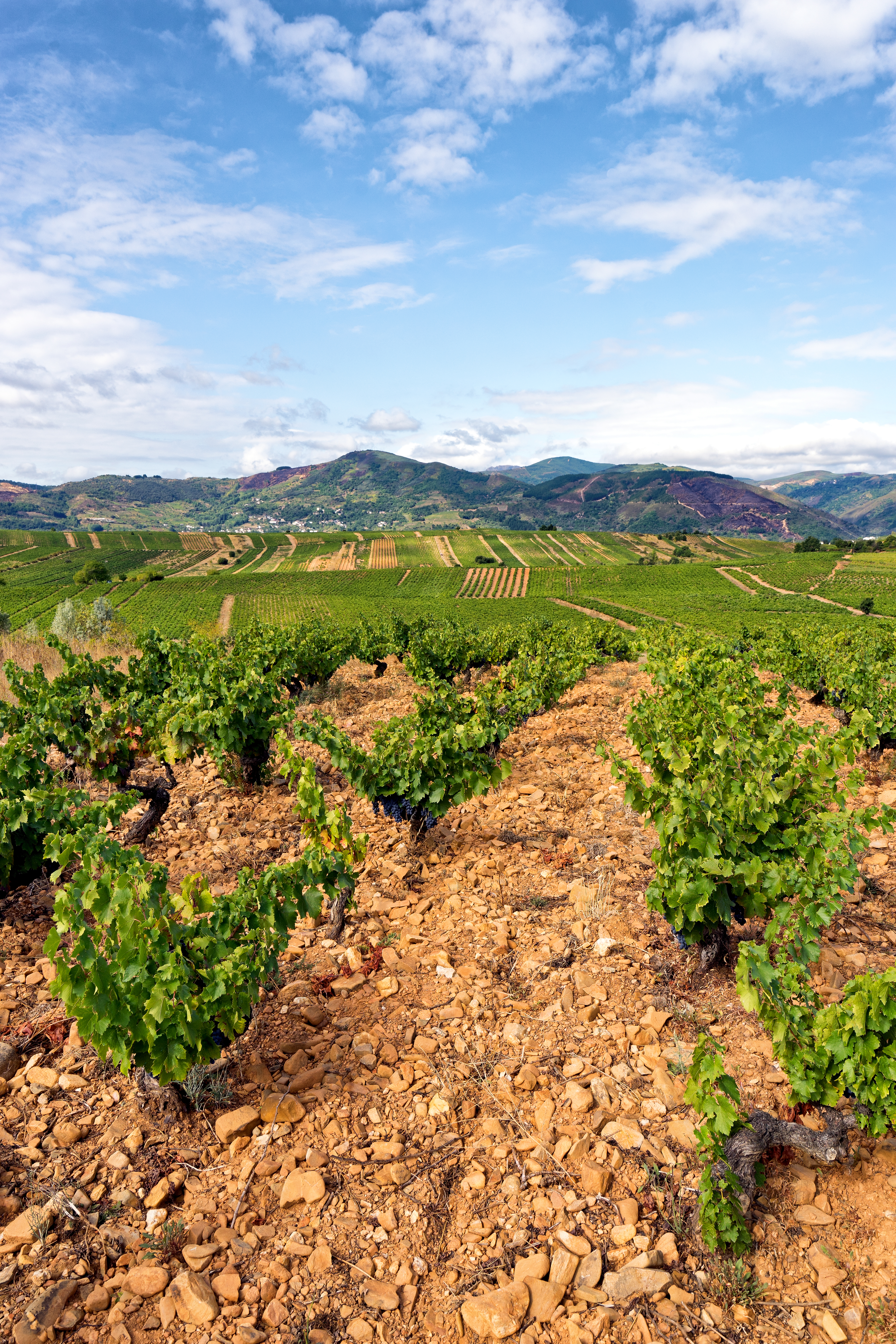 Experiencia de Cata de Vinos del Bierzo