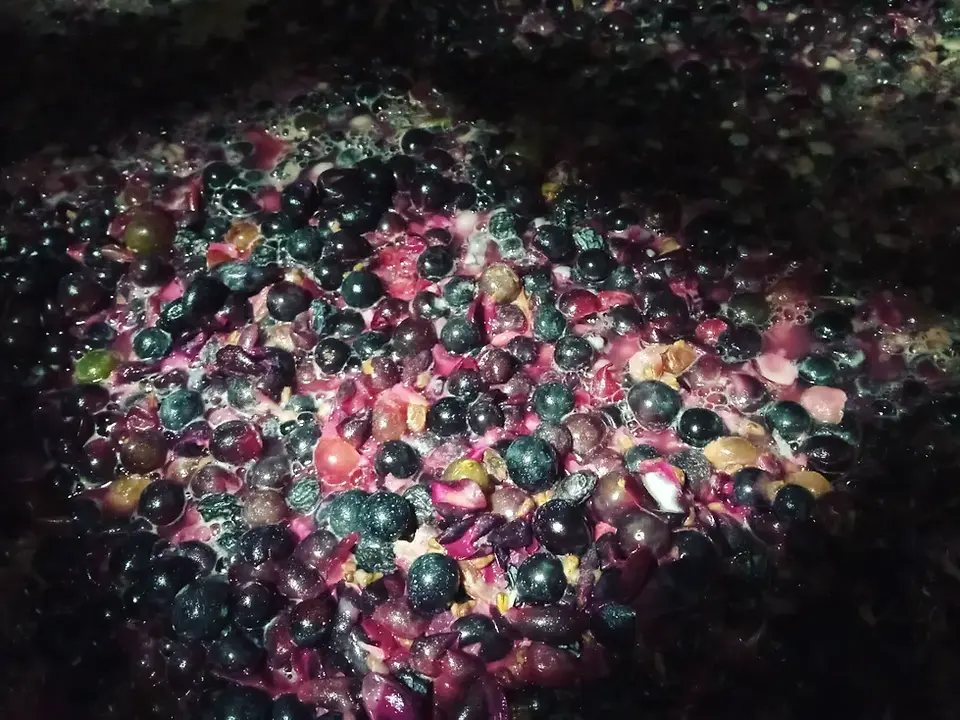 Fermenting grapes at Dunord Vitícola in Mallorca