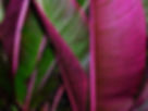 Tropical Leaves