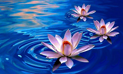 Lotus Flower