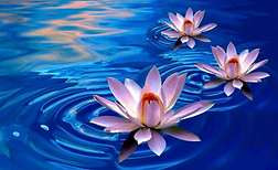 Lotus Flower