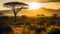 Firefly african bush at sunset 78385.jpg