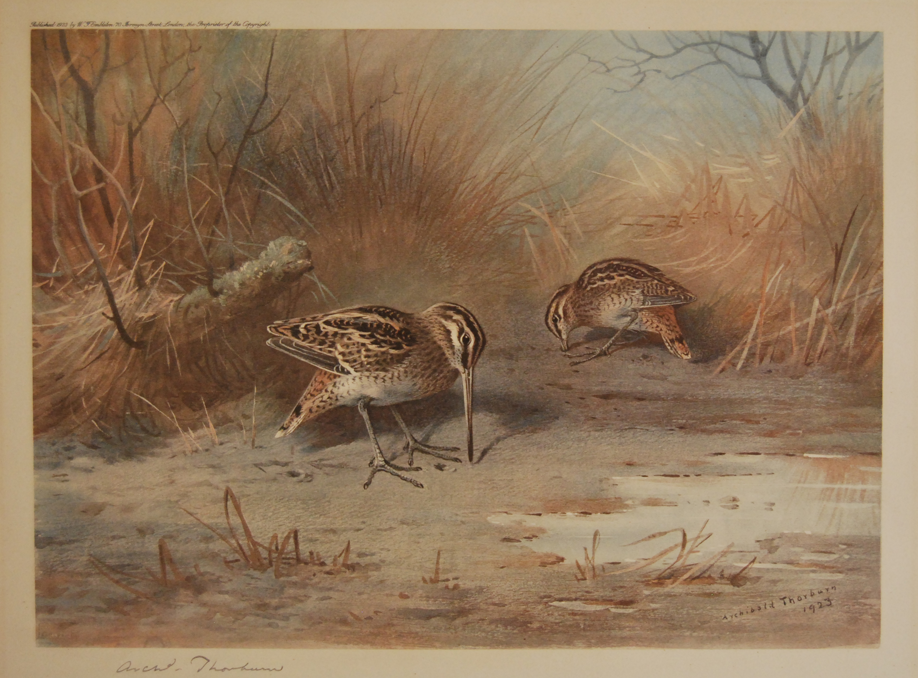 Archibald Thorburn