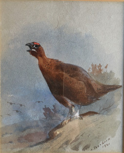 Red Grouse Watercolour by Archibald Thorburn