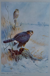 Archibald Thorburn Falconry Series for Sale