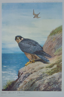 Archibald Thorburn Falconry Series for Sale
