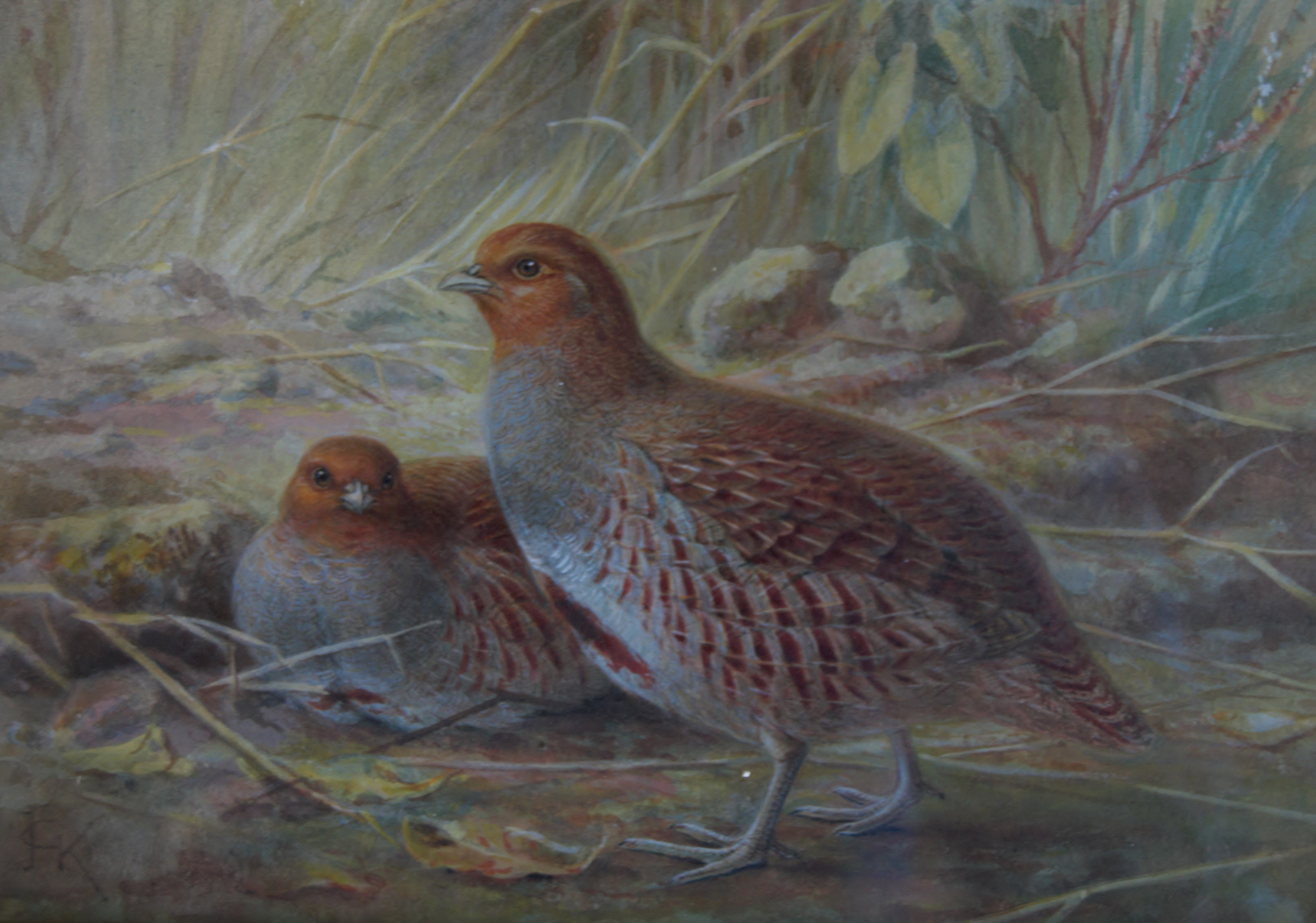Grey Partridge