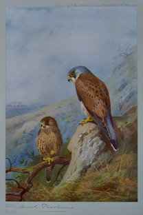 Archibald Thorburn Falconry Series for Sale