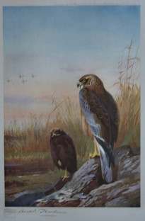 Archibald Thorburn Falconry Series for Sale