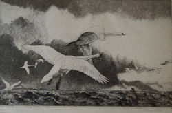 Swans in Flight