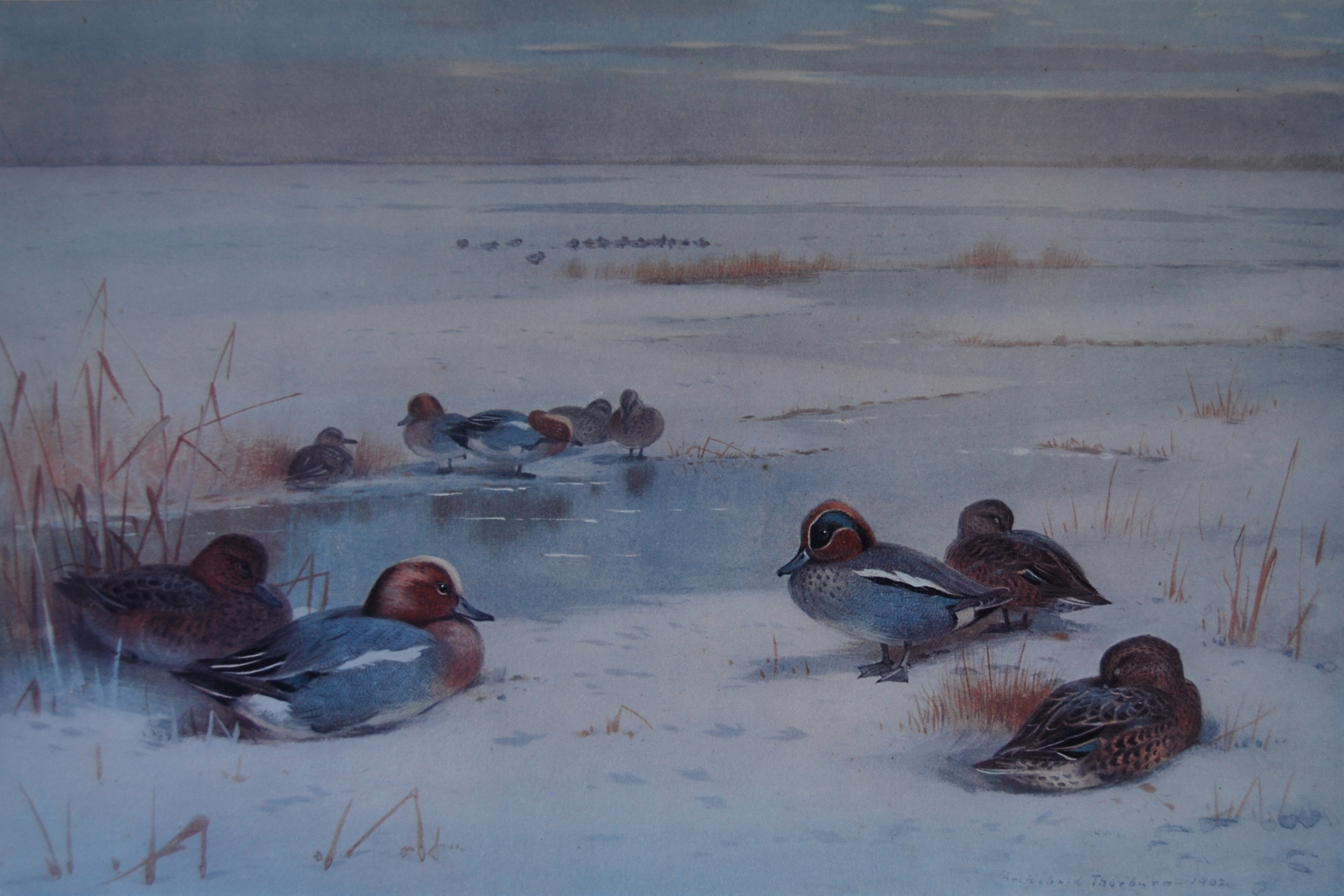 Archibald Thorburn
