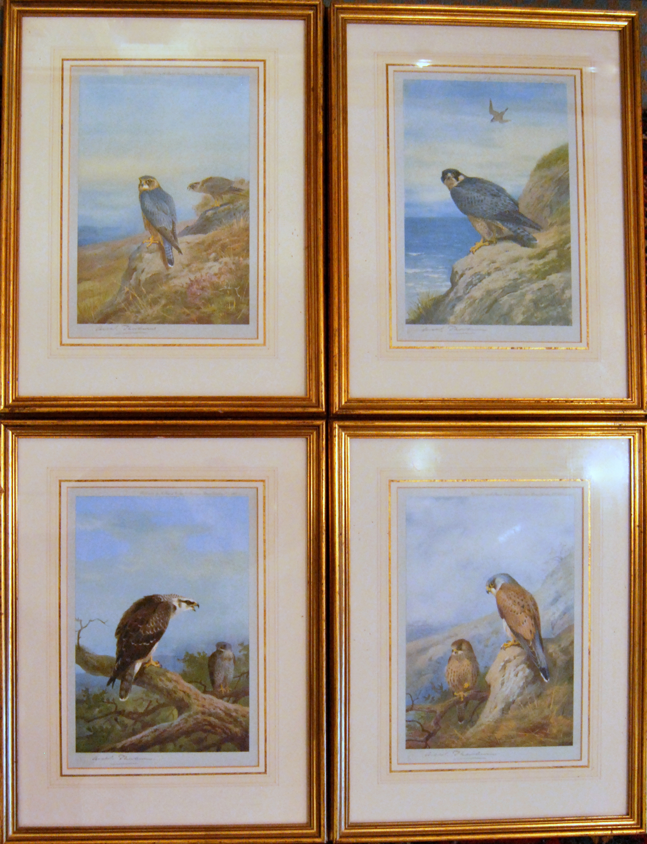 British Birds