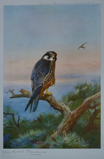Archibald Thorburn Falconry Series for Sale