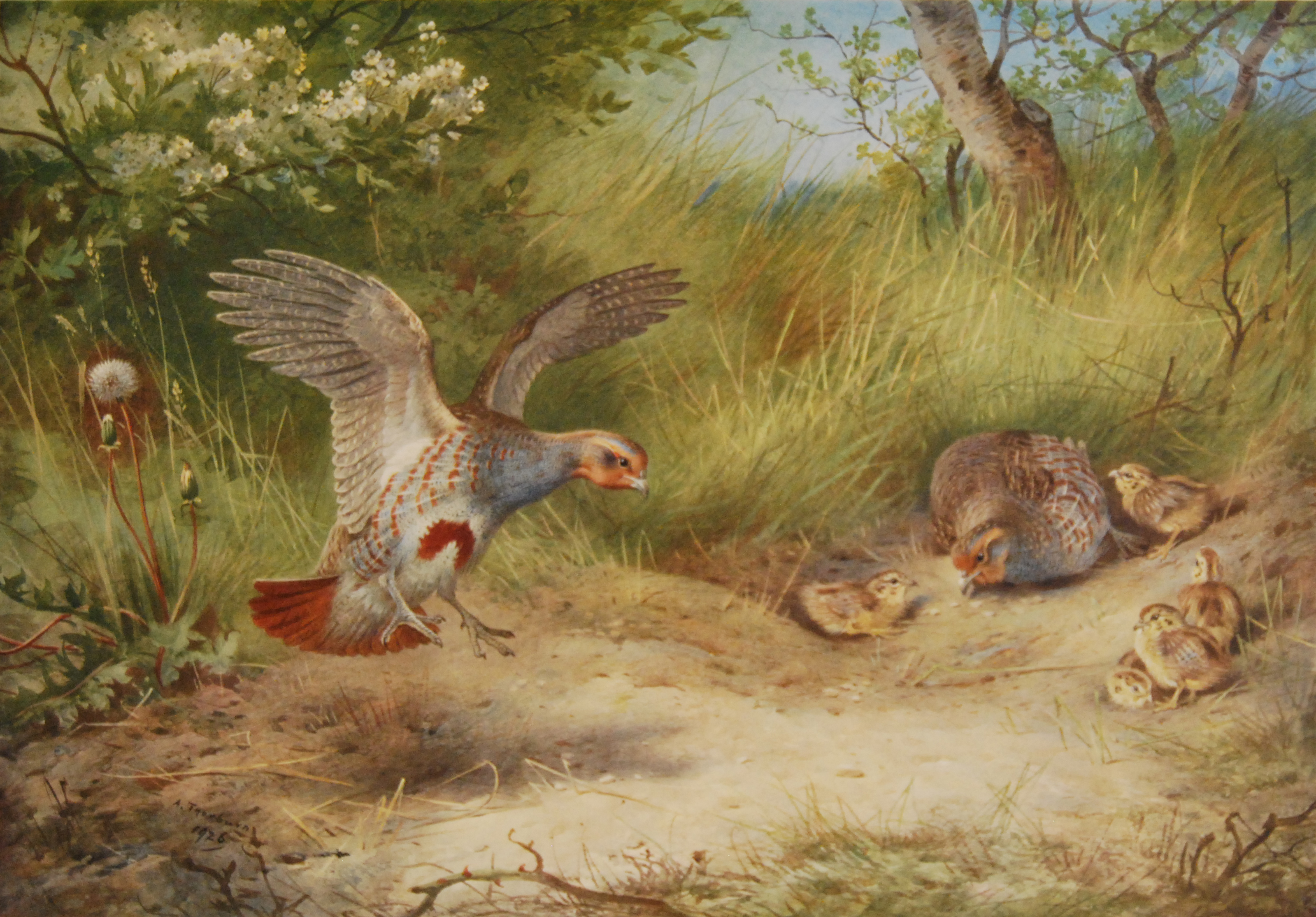 Archibald Thorburn