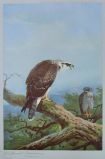 Archibald Thorburn Falconry Series for Sale