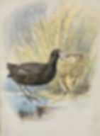Coot