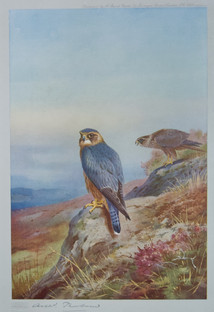 Archibald Thorburn Falconry Series for Sale