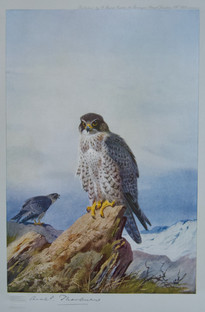 Archibald Thorburn Falconry Series for Sale