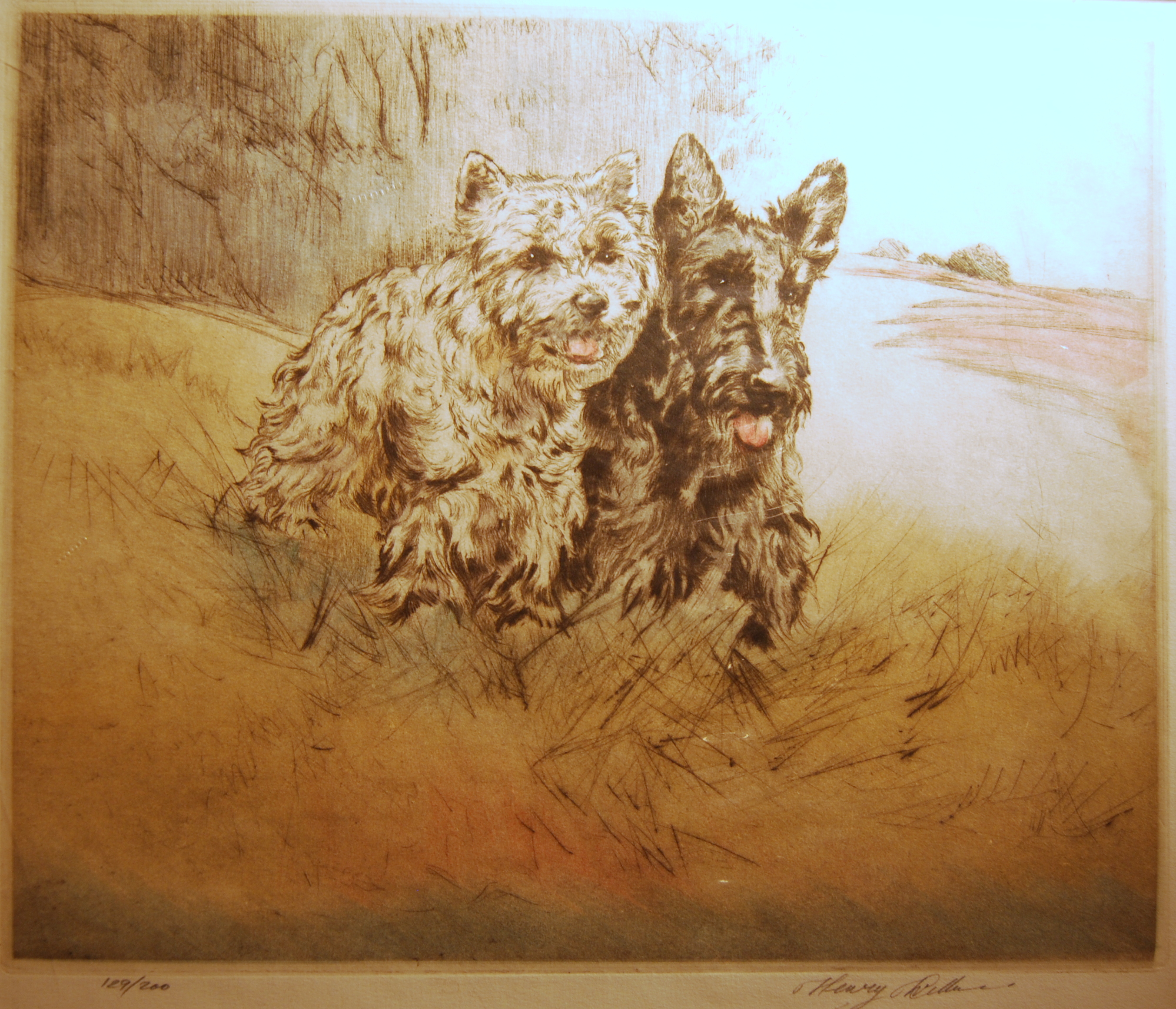 ScottieDogs
