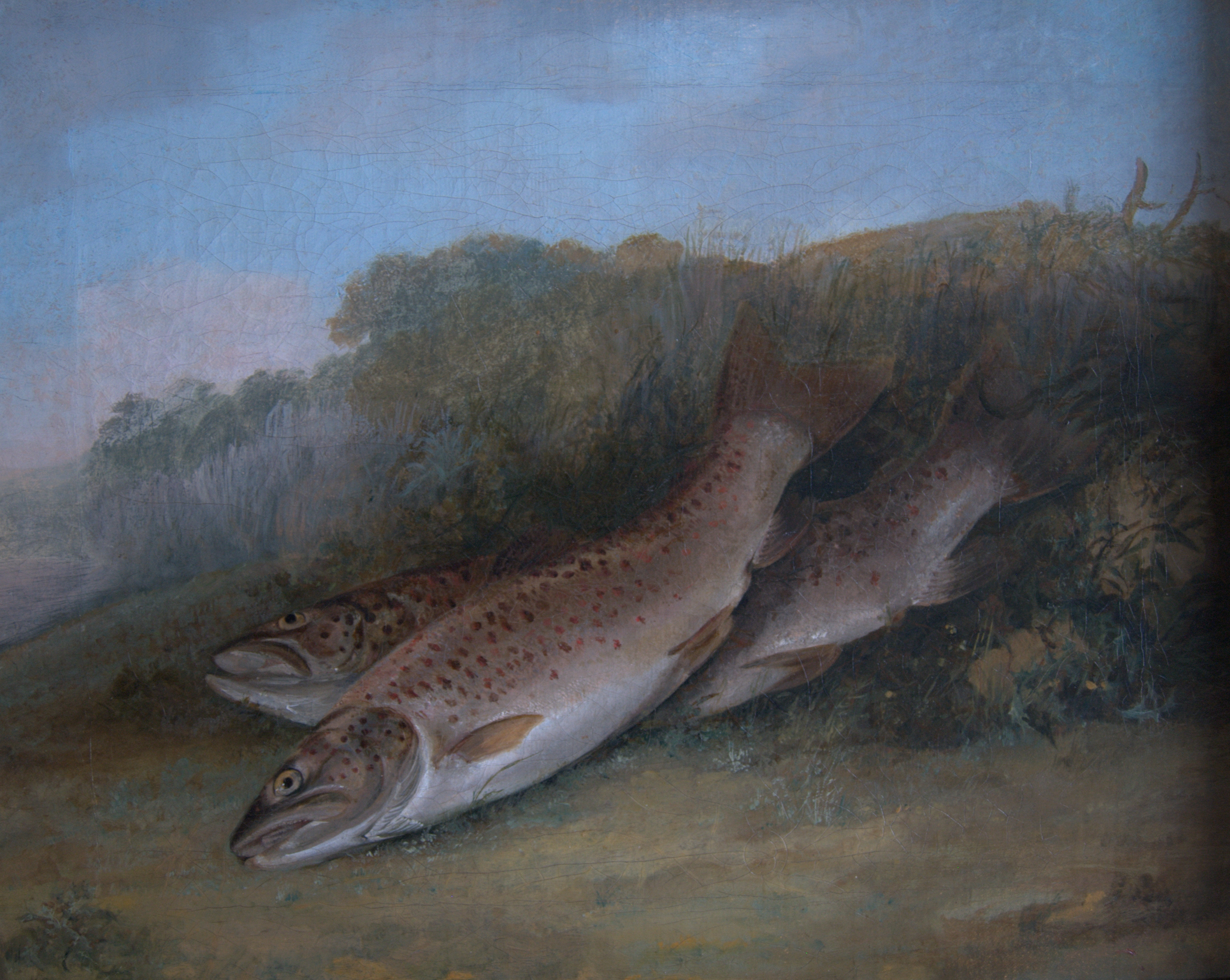 Trout on a Riverbank