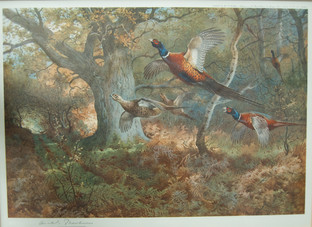 Autumn Pheasants by Archibald Thorburn Print