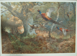 Autumn Pheasants by Archibald Thorburn Print