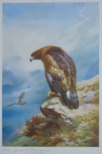Archibald Thorburn Falconry Series for Sale