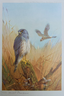 Archibald Thorburn Falconry Series for Sale