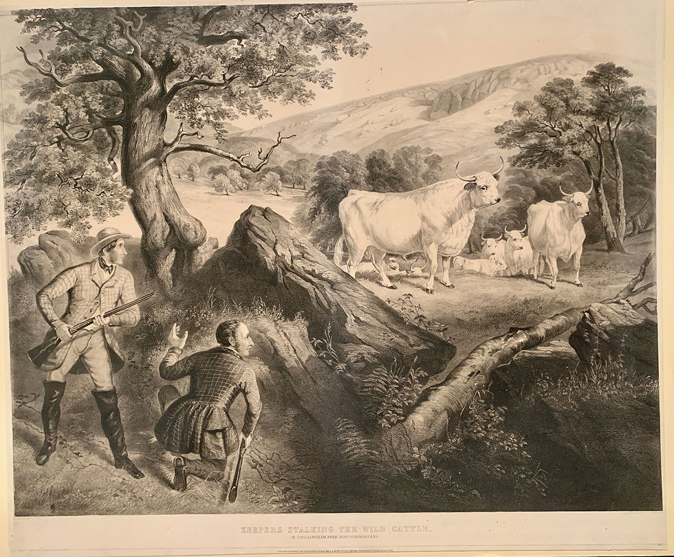 Keepers Stalking the Wild Cattle in Chillingham Park, Northumberland