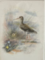Redshank