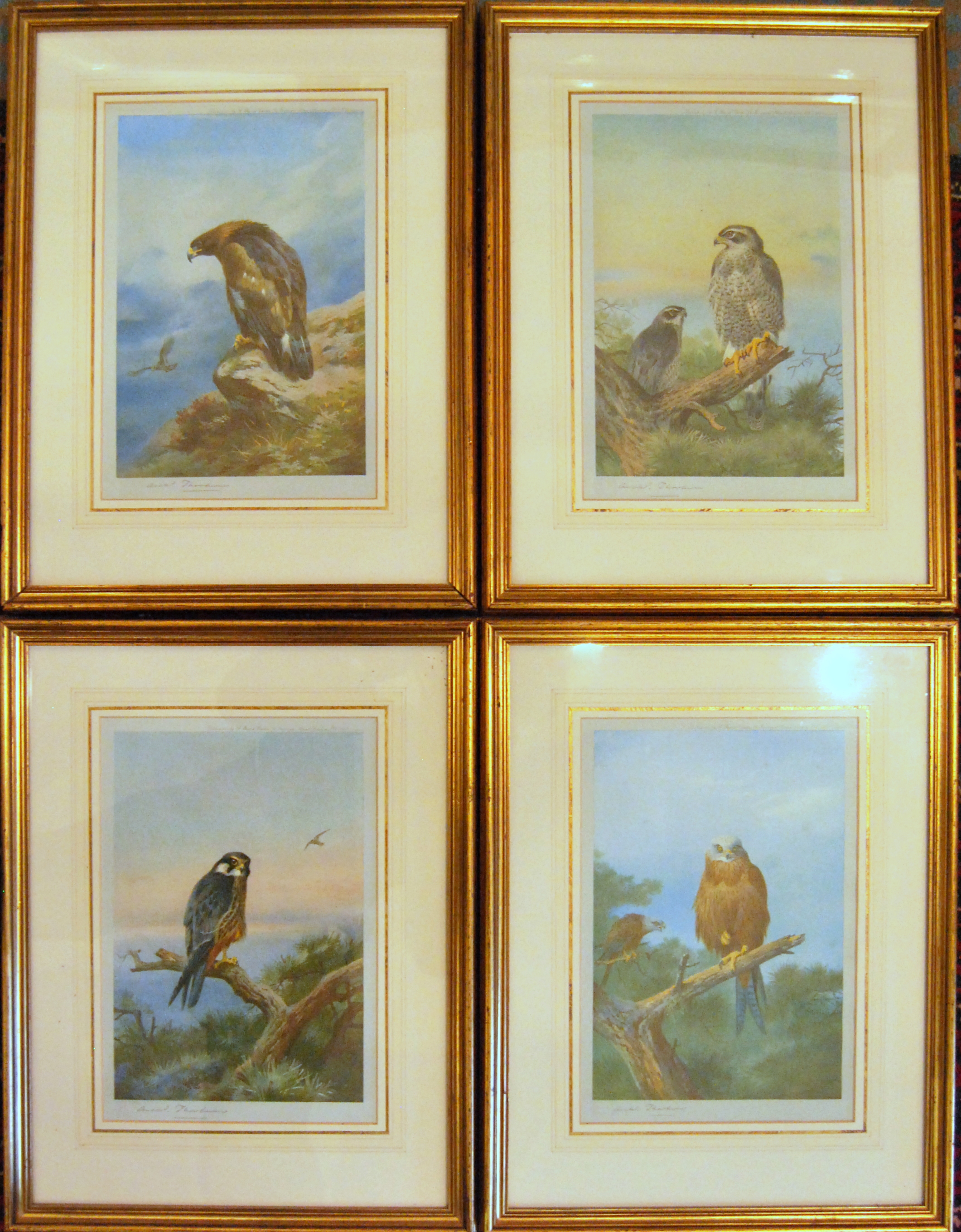 British Birds