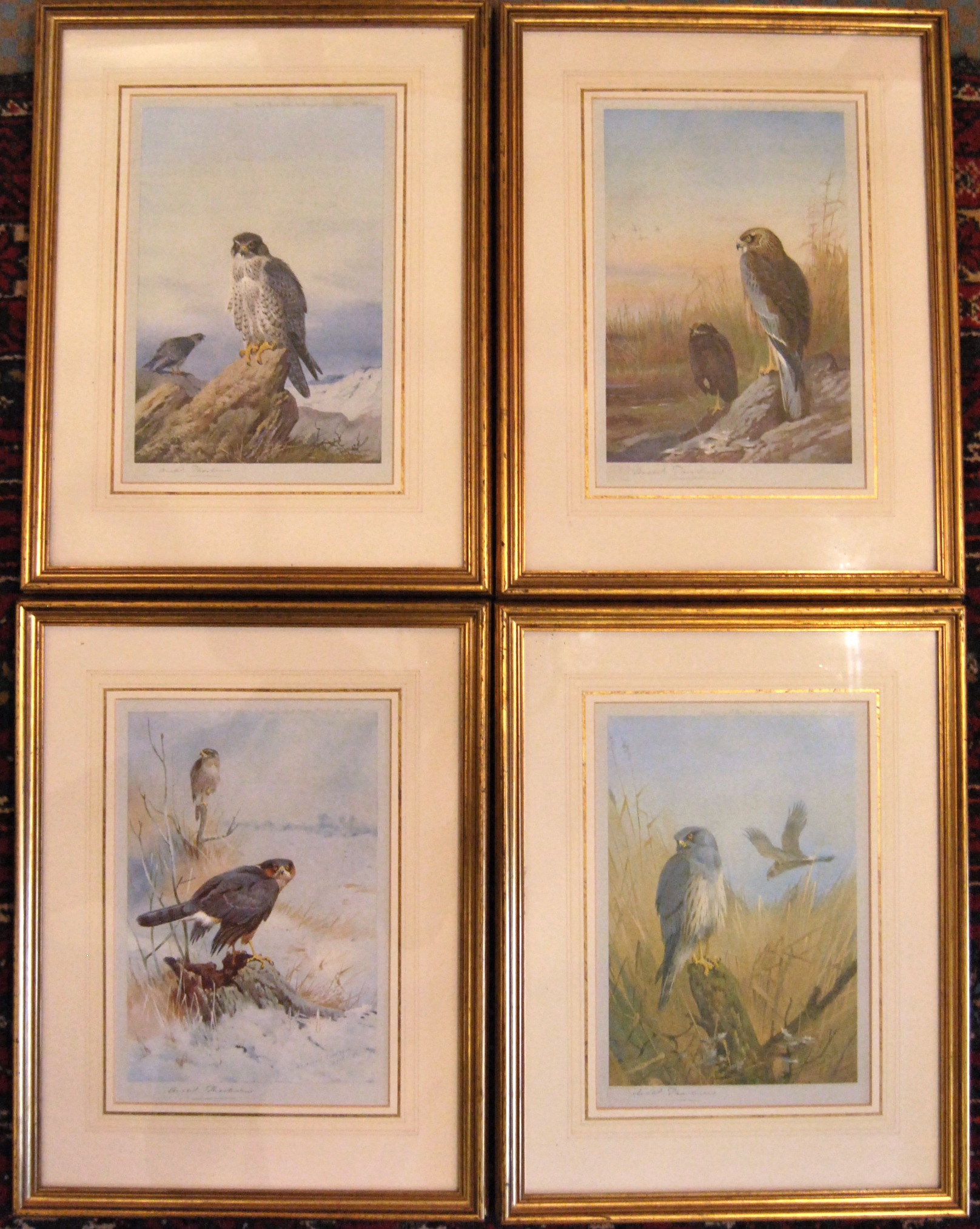 British Birds