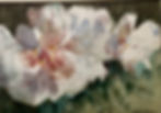 Peonies