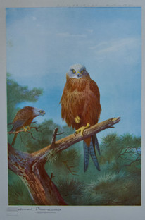 Archibald Thorburn Falconry Series for Sale