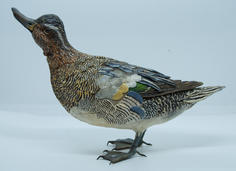 A Widgeon