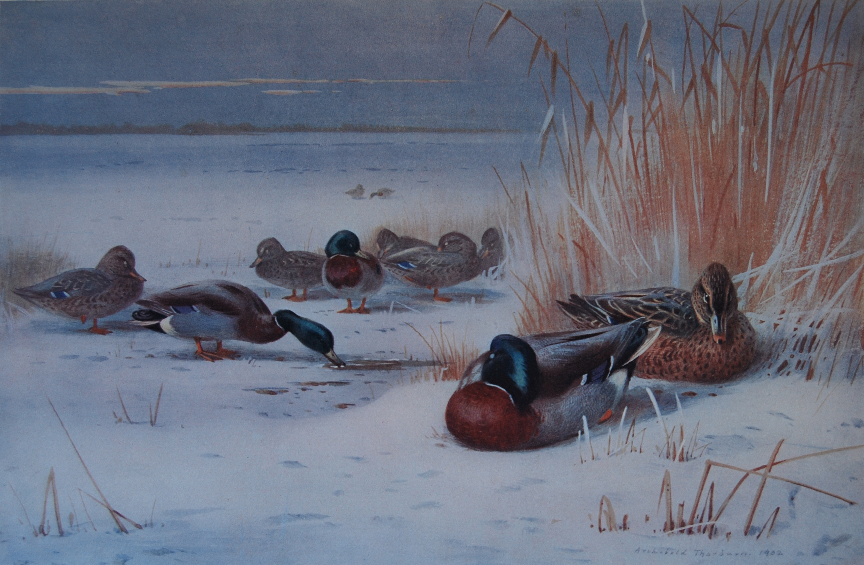 Archibald Thorburn
