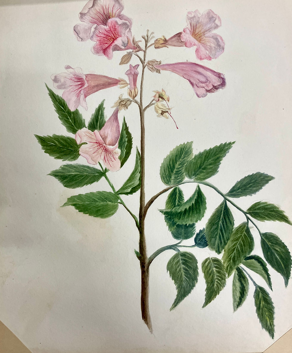 Thumbnail: Caroline Worsley - Assorted Botanical Paintings