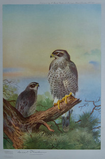 Archibald Thorburn Falconry Series for Sale