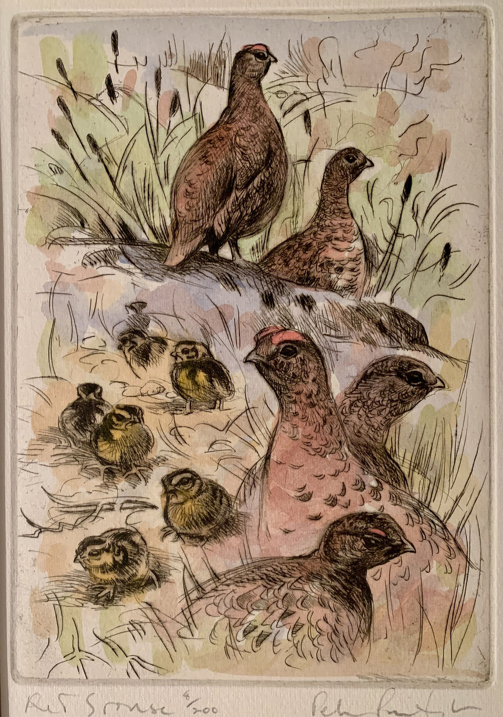 Peter Partington - Grouse