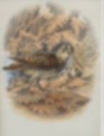 Woodcock
