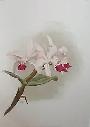 orchid lithograph