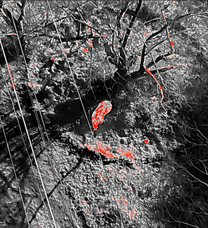 thermal-drone-wildlife-survey-miyagi.jpg.png
