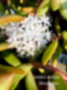 Golden Sedum
