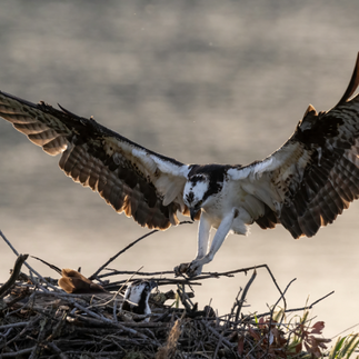 osprey landing in nest