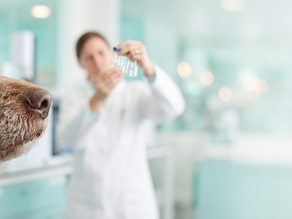 Can a dog smell cancer?