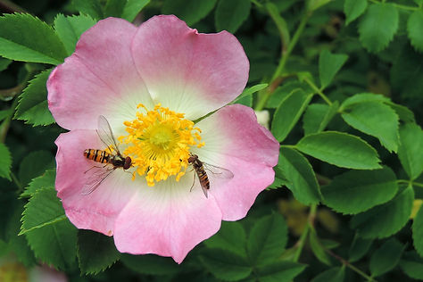 rose-hip-flower-1369223_1280.jpg